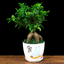 辰k҃͏dGֲļС׻ֲl]