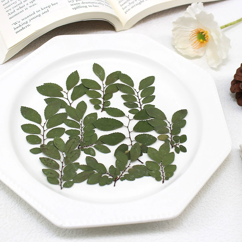 Листья вяза настоящие цветы