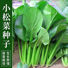 小松菜种子小菘菜甜脆一年四季耐热速生青梗菜青松菜阳台蔬菜种子