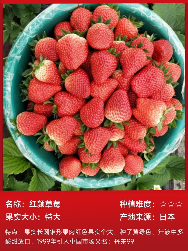 สตรอเบอร์รี่หงหยาน15ต้น (ห่อด้วยดิน) เพื่อส่งปุ๋ย
