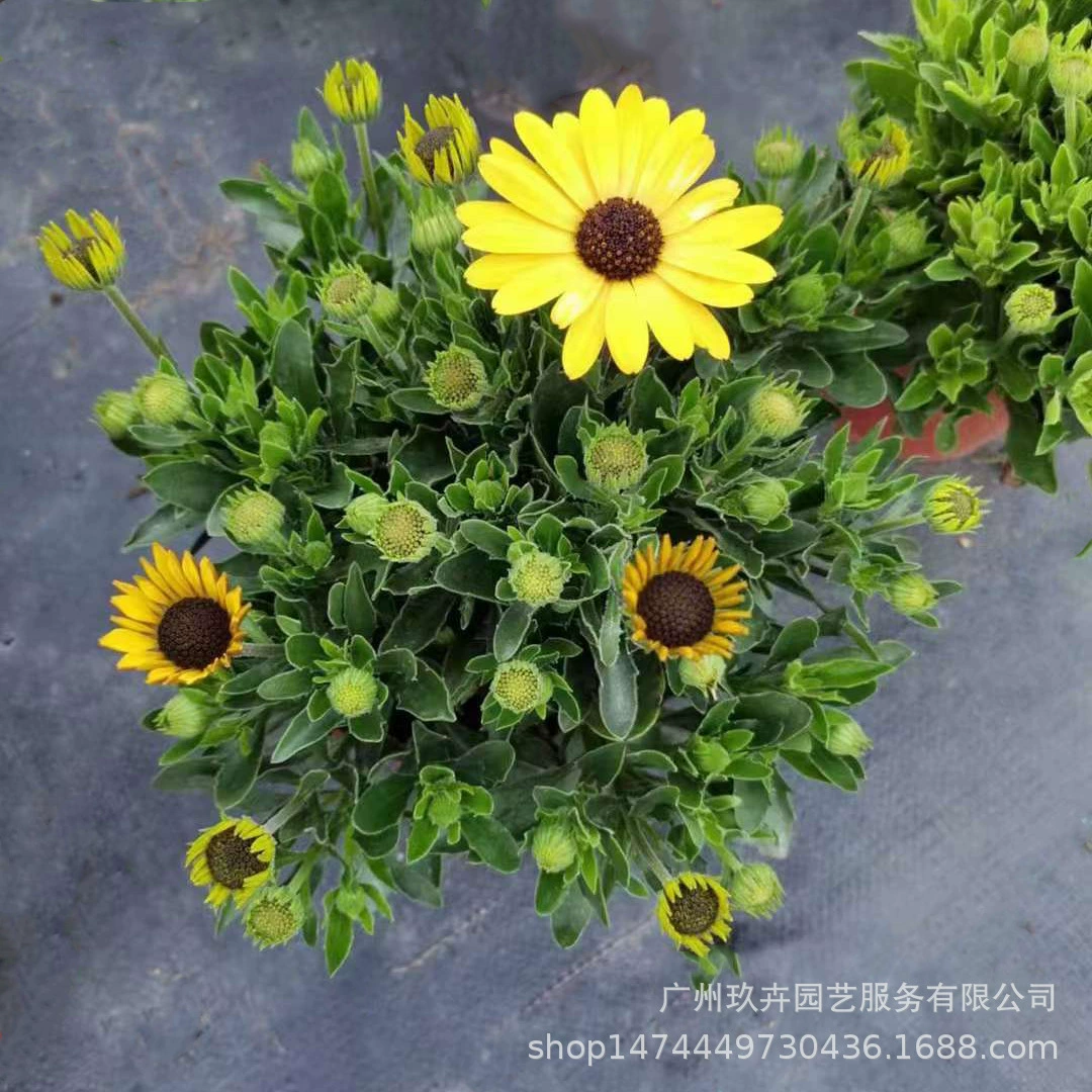 Южная Африка календулы цветок просмотр растений цветок просмотр небольшой горшок гостиная Парк двор зеленые растения