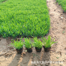 �ر�����ʯ��  ���ݲݻ��ļ�ͥԺ��������ʯ����G���ر�ʯ��