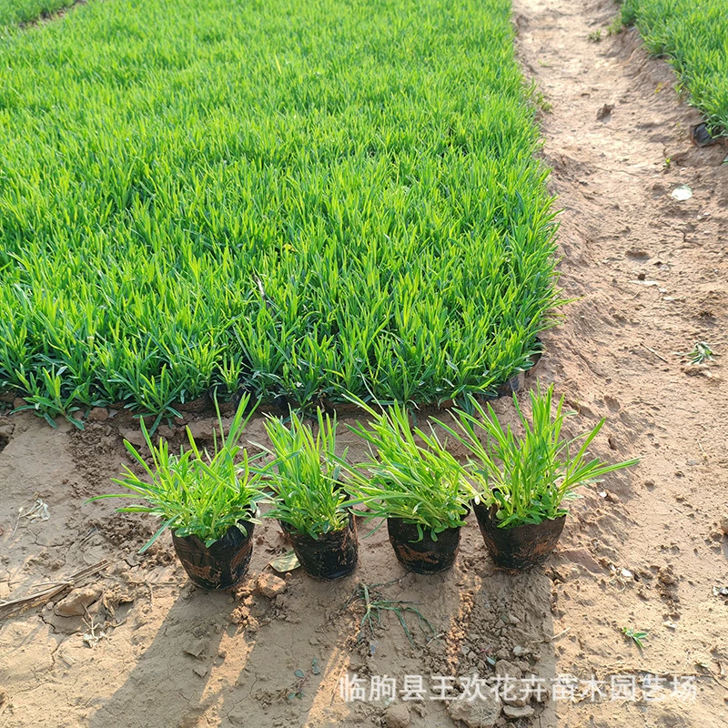 Многолетняя герань, цветок травы Цинчжоу, цветочное озеро четырех сезонов, рассада цветов герани, зеленое покрытие для грунта из герани.