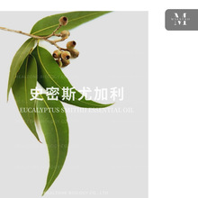 ʷ��˹�ȼ��� �Ĵ������a��ֱ��Eucalyptus Smithii�M�چη�����