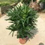 空气盆栽植物大型棕竹