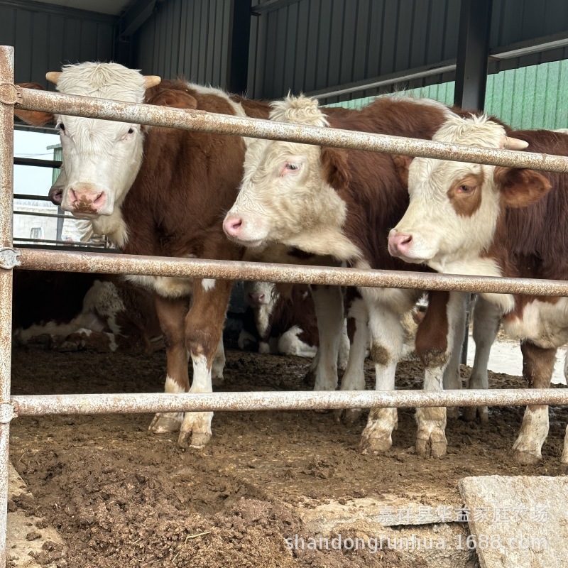 山东改良肉牛养殖场出售西门塔尔小牛3—6个月牛犊子二岁母牛