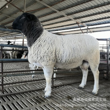 出售杜泊绵羊肉羊价格 小尾寒羊苗 杜寒杂交羊 小羊羔多少一只