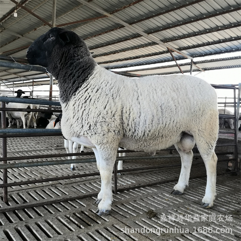 出售杜泊绵羊肉羊价格 小尾寒羊苗 杜寒杂交羊 小羊羔多少一只