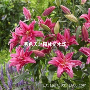 Double-Flowered Perfume Lily Bulbs Imported from the Netherlands. Imported Lily Bulbs. Perfume Lily Bulbs Are Easy to Grow in All Seasons