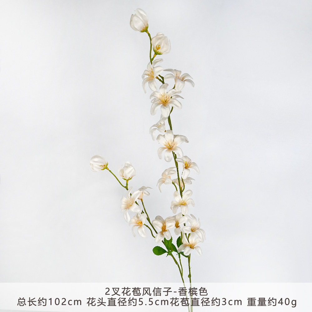 YN-2叉花苞风信子-香槟