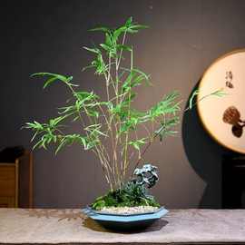 哥窑紫砂多肉花盆有孔透气陶瓷大号创意新款大口径拼盘盆栽盆景盆