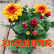 �ļ��ջ����Ԏ������l؛ȫ���_��������m��ǧ�^���̨��������