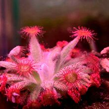 ����ֱ�N耳�é���ʳ�xֲ���i�\�ݲ�ω����òݶ���Gֲ���Ի���