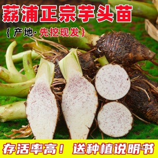 ���ڏV���������^�Nֲ�����r�߲��r�ҙ�������N������������N��