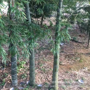 Bamboo Seedlings, Luohan Bamboo, Also Known as Buddha Belly Bamboo, Community Park Courtyard Greening Plants 5-8cm Bamboo