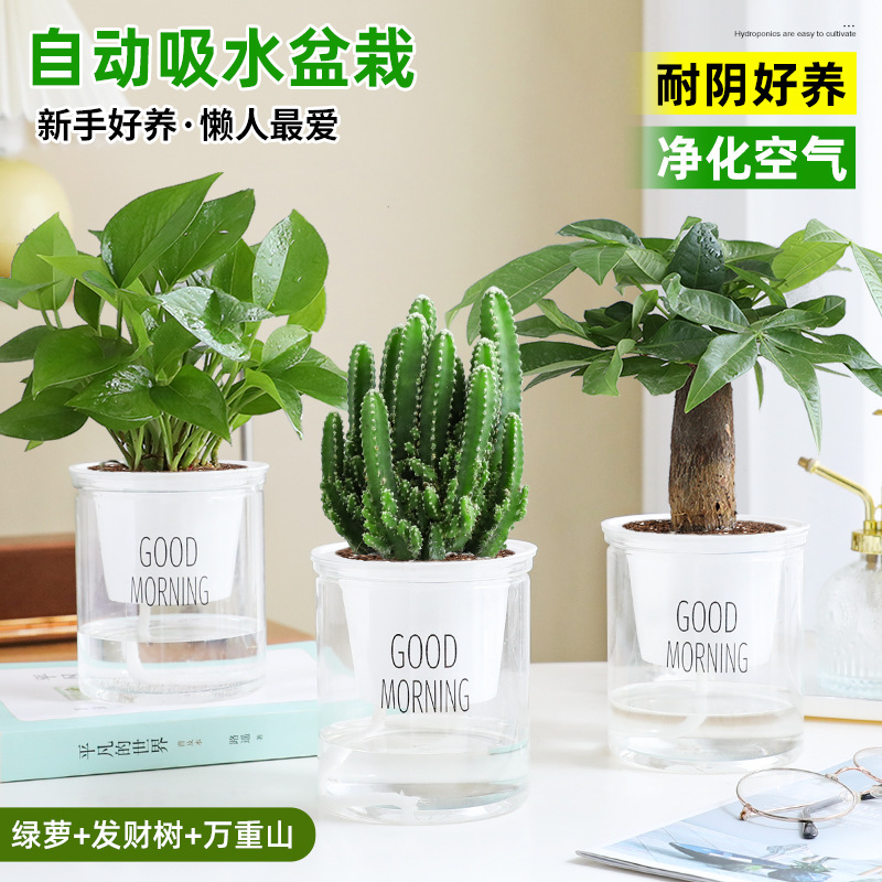 [특가 패키지] 포토스 + 머니트리 + 완중산