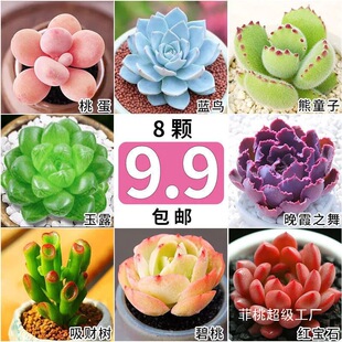 Succulent Plants, Jade Dew, Ruby, Bear Child, Peach Egg, Chihuahua Town Store Eight Pieces Without Potting Soil