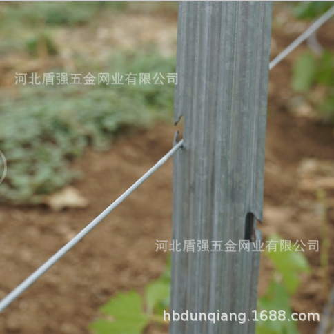 汉中市略阳县金属葡萄杆子 苹果葡萄园立柱 猕猴桃架杆防鸟网立柱