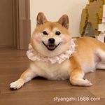 零售纯种日本柴犬伴侣犬幼犬活体狗狗豆柴宠物犬小型护卫犬宠物狗