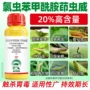 玉米桃树青虫