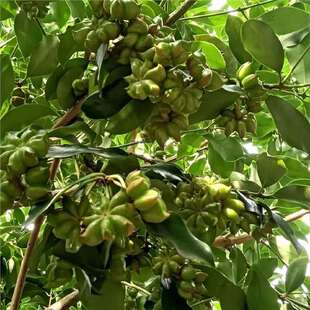 �˽ǘ�N�Ӵ�t�_�R���������˹������������ڰ˽��϶�������ľ��