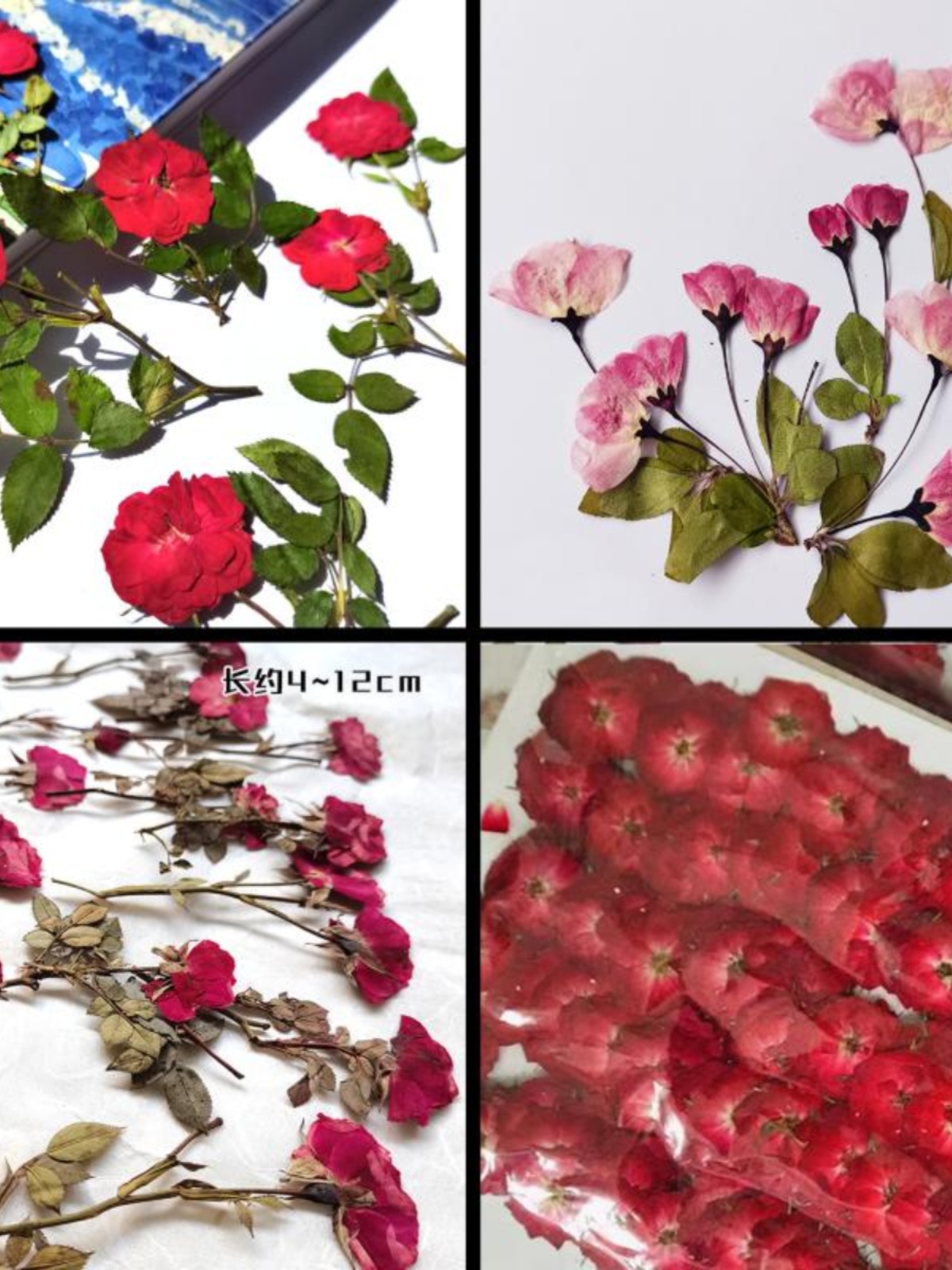 红玫瑰海棠花押花真花干花包学生手工材料台灯手机壳书签贺卡材料