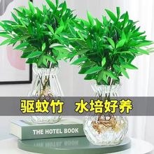 水培驱蚊竹柏驱蚊植物盆栽绿植室内花卉客厅防蚊植物水培花卉水养