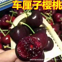܇���ӷN�ә���ˮ���N�ѳ���ͥԺ�̨���ԙ��ҷN��܇�����ļ��N��