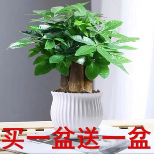 Money Tree Potted Plant Buy One Get One Free Indoor Living Room Desktop Green Plant Big Money Tree Fortune Tree Office Easy to Maintain