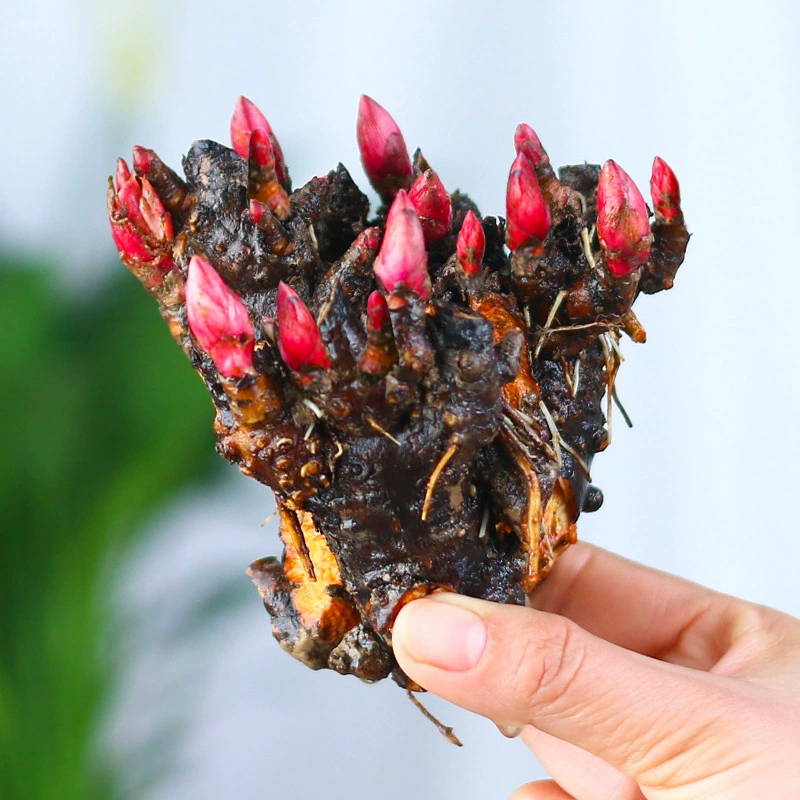 Пион корневой блок с бутоном корень семян пиона Пион цветок пиона корневой шар Цветущий Крытый двор зеленое растение Горшечное растение