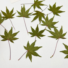 真树叶枫叶植物标本押花材料幼儿园手工桌面道具书签滴胶干花压花
