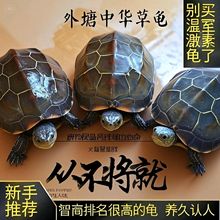 中华草龟长寿龟金线墨龟观赏招财活体水龟小乌龟活物容易养活小龟