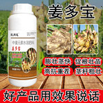生姜专用叶面肥大姜膨大剂根茎块增长生根剂增产增收控旺水溶肥料