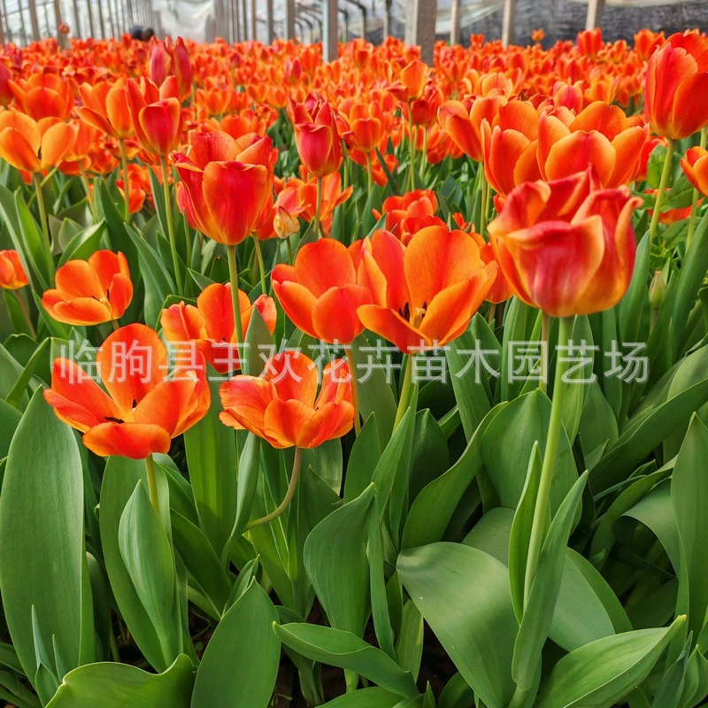 Парк Тюльпанов, живописная местность, цветение моря цветов, длительный период цветения, легко выращивать, праздничная аренда многолетних цветов в горшках