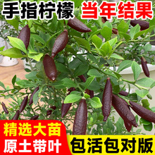 ָʘͥԺָԹϷNֲﮔY