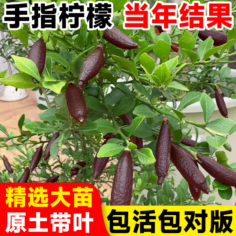 澳洲手指柠檬树苗棒棒糖庭院指橙盆栽果树果苗南方种植物当年结果
