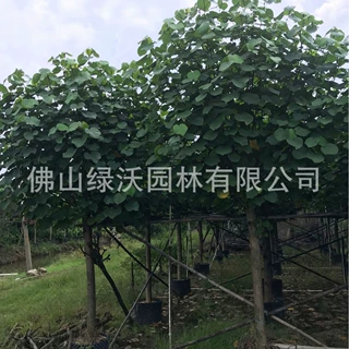 大批量供应米径10公分原生黄槿，自然高4.5-5米左右，2米分枝