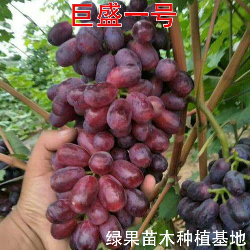 Саженцы винограда Jusheng № 1, привитые саженцы винограда, садовые плодовые деревья, база для рассады, раннеспелый Suxin № 1