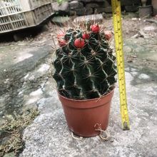 �_�������� �����������D �_�S���������������ֲ���ĳ��