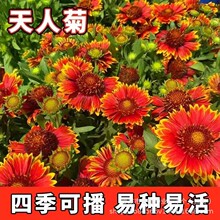 ���˾շN�Ӻ��޸���ƺ��ԭ�b�ļ��߲˴�ȫ�����l�ͺ����N