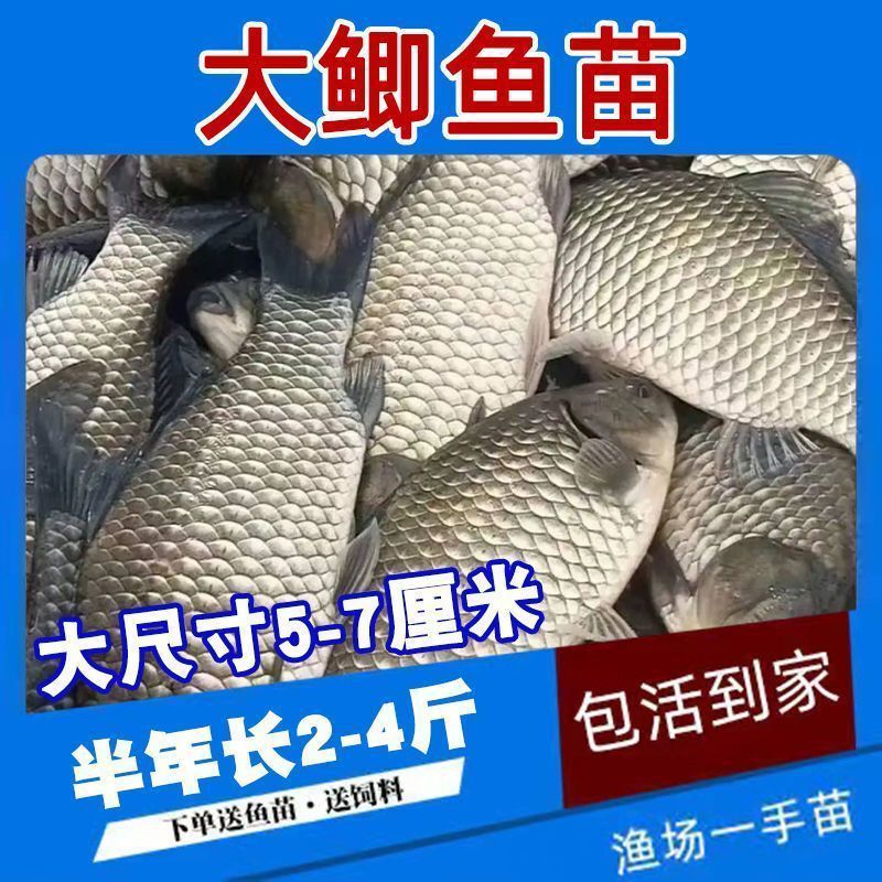 Authentic Zhongke No. 5 Crucian Carp Fry Project Crucian Carp Freshwater Farming Grass Carp Fry Carp Silver Carp Package Live Wholesale