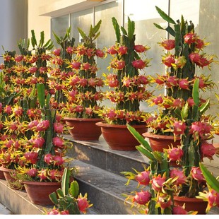 �t�ļt�����������C��������Ϸ��̨�ļ����ԷNֲˮ����������