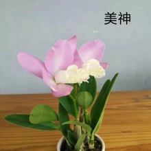 带花苞卡特兰 圣诞玫瑰 粉红公主鲜艳原盆原土包邮客厅书桌好养香