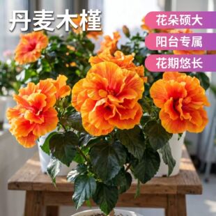 �ذ굤��ľ�Ȼ�����ܽ�ط�ɣ���͕��͟�ͥԺ�̨�����������_����