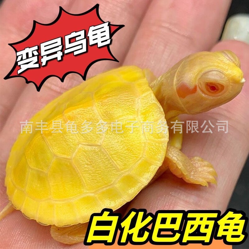 Albino Brazilian turtle, live baby turtle, mutated golden jelly-colored turtle with red eyes, ornamental turtle, aquarium pet turtle, wholesale Albino Brazilian turtle, live baby turtle, mutated golden jelly-colored turtle with red eyes, ornamental turtle, aquarium pet turtle, wholesale