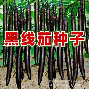 �ھ����ӷN������Ϻ����ϼt�L��ԭ�b�ļ��߲˴�ȫ�����l����