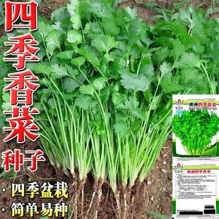 Complete List of Coriander Seeds, Farm Potted Seedlings, Large-Leaf Coriander Seeds, Edible Coriander Seeds, Vegetable Seeds for All Seasons