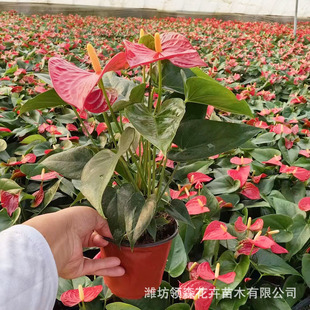 Anthurium Florals, Green Plants, Hydroponic Plants, Blooming in All Seasons, Balcony Courtyard Office, Smooth Sailing Anthurium Potted Plants