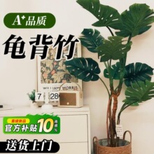 龟背竹客厅大盆栽老桩大叶室内大型落地绿植物高级感懒人好养盆景