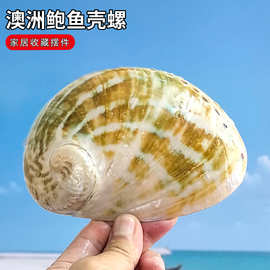 天然海螺大海贝壳澳洲鲍鱼壳贝壳标本螺创意造景装饰家居收藏摆件